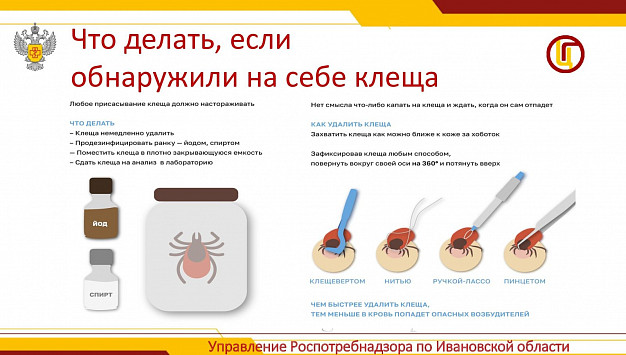 Клещи в Ивановской области кусают людей активнее, чем год назад 